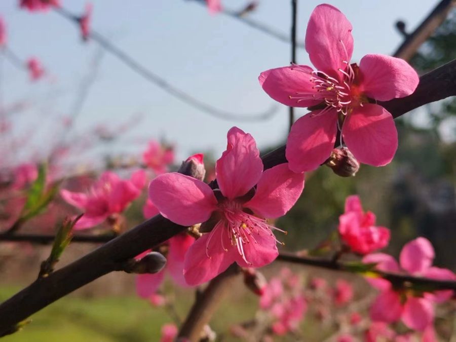 寻乌县桃花图片