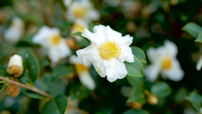 在上犹县紫阳乡的近万亩油茶基地里油茶花竞相绽放