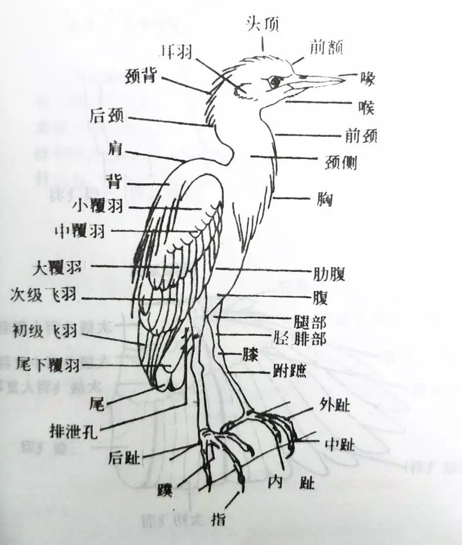 鸟的结构示意图图片