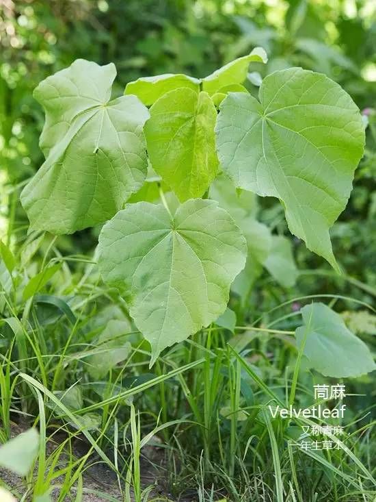 踏青認識這些常見的野花野草