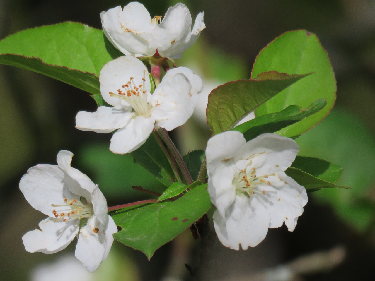 后河保护区湖北海棠(五)