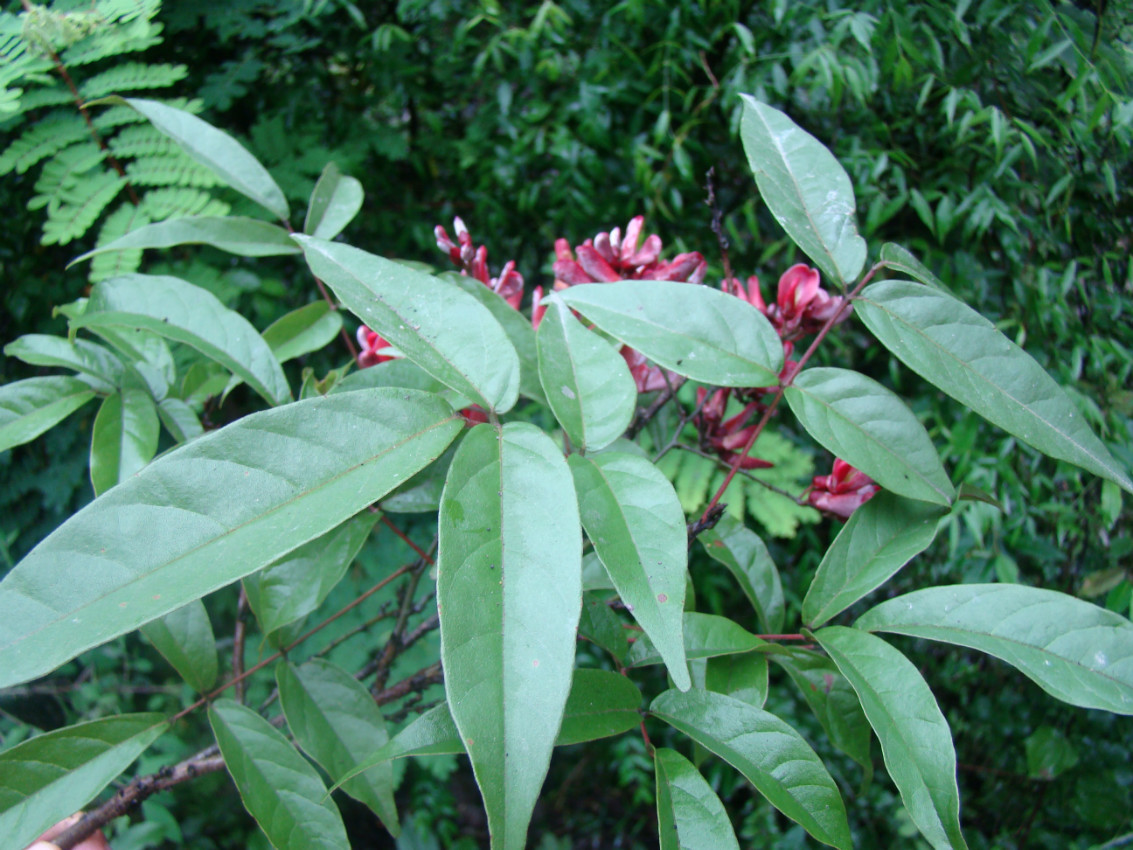 科名:蝶形花科 属名:岩豆藤属 药性及用途:藤入药,有活血舒筋之功效