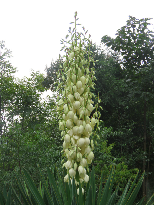 中文學名:鳳尾蘭別名:鳳尾絲蘭,菠蘿花科名:龍舌蘭科屬名:絲蘭屬花期