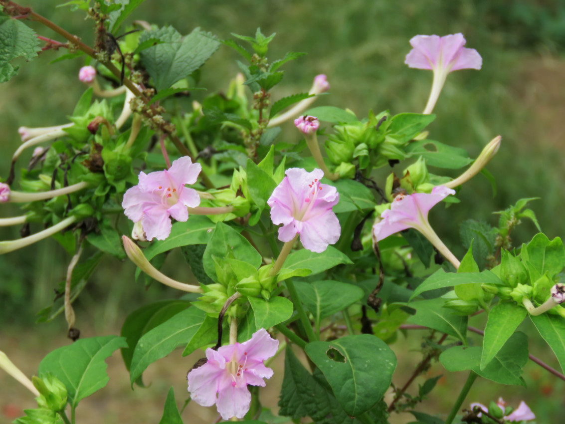 後河保護區---那些花兒(49)紫茉莉