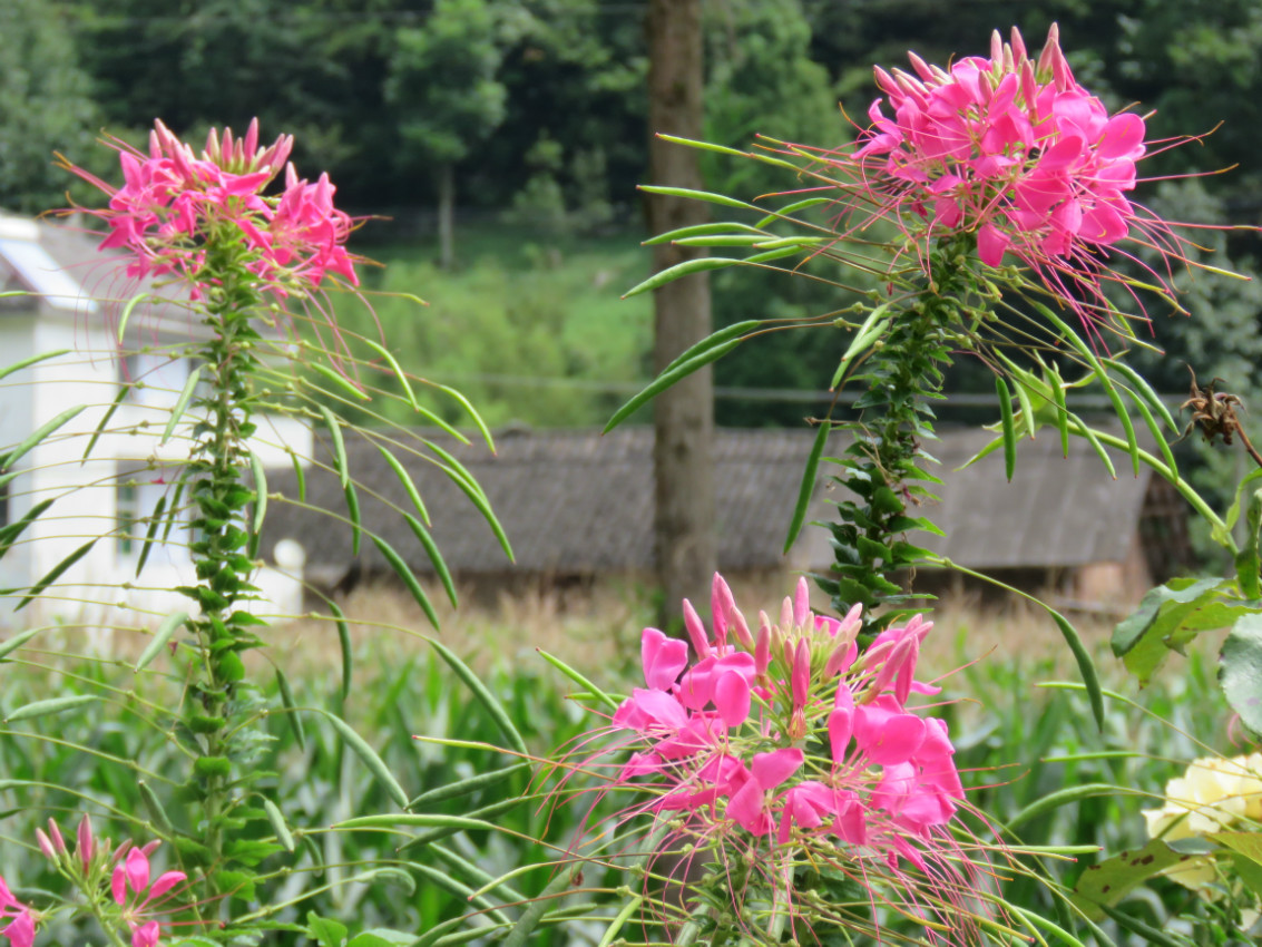 西洋白花菜,鳳蝶草,紫龍鬚,蜘蛛花科名:白花菜科屬名:醉蝶花屬花期:6