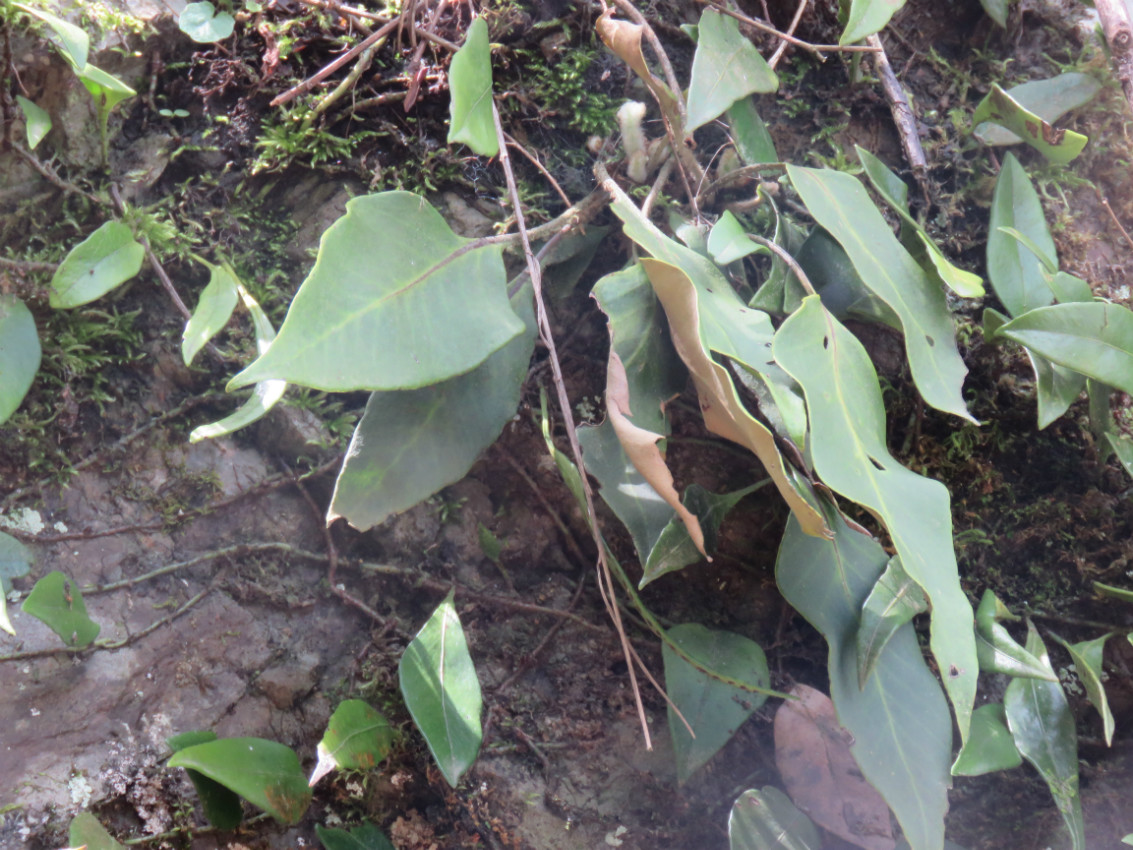 保護地植物物種卡 草本種名(中)* : 廬山石韋 學名(拉丁名): pyrrosia