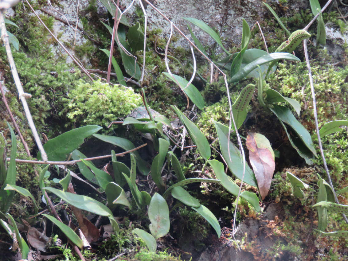 后河保护区抱石莲一