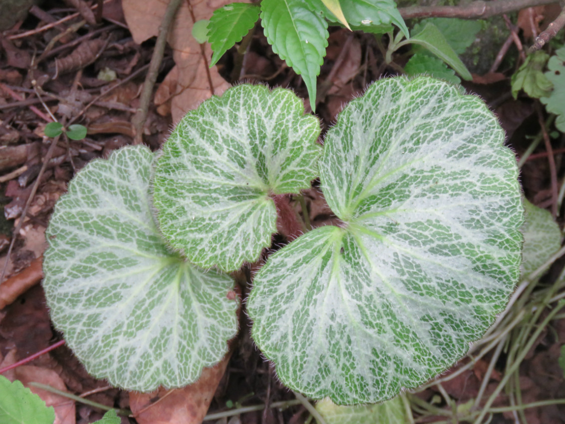保护地植物物种卡 草本种名(中)*: 虎耳草 学名(拉丁名): saxifraga