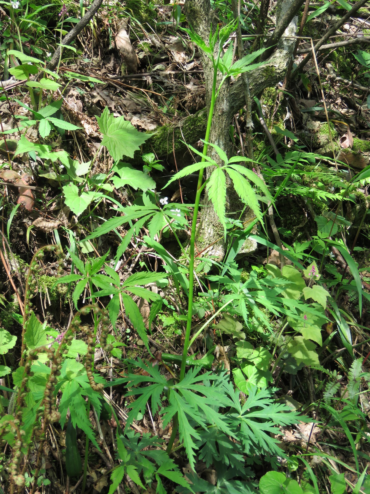 後河保護區大麻葉烏頭(一)