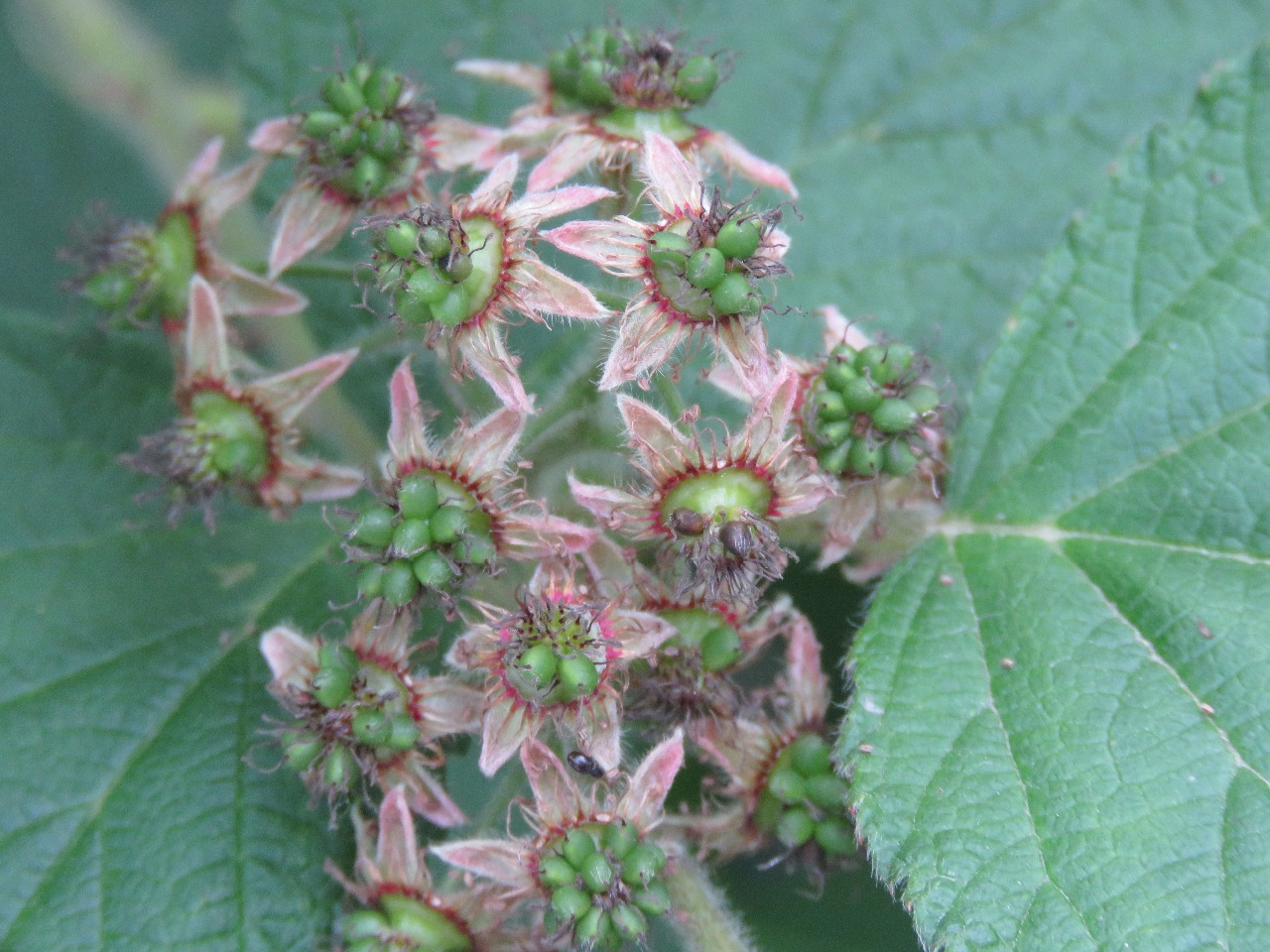 后河保护区喜阴悬钩子三