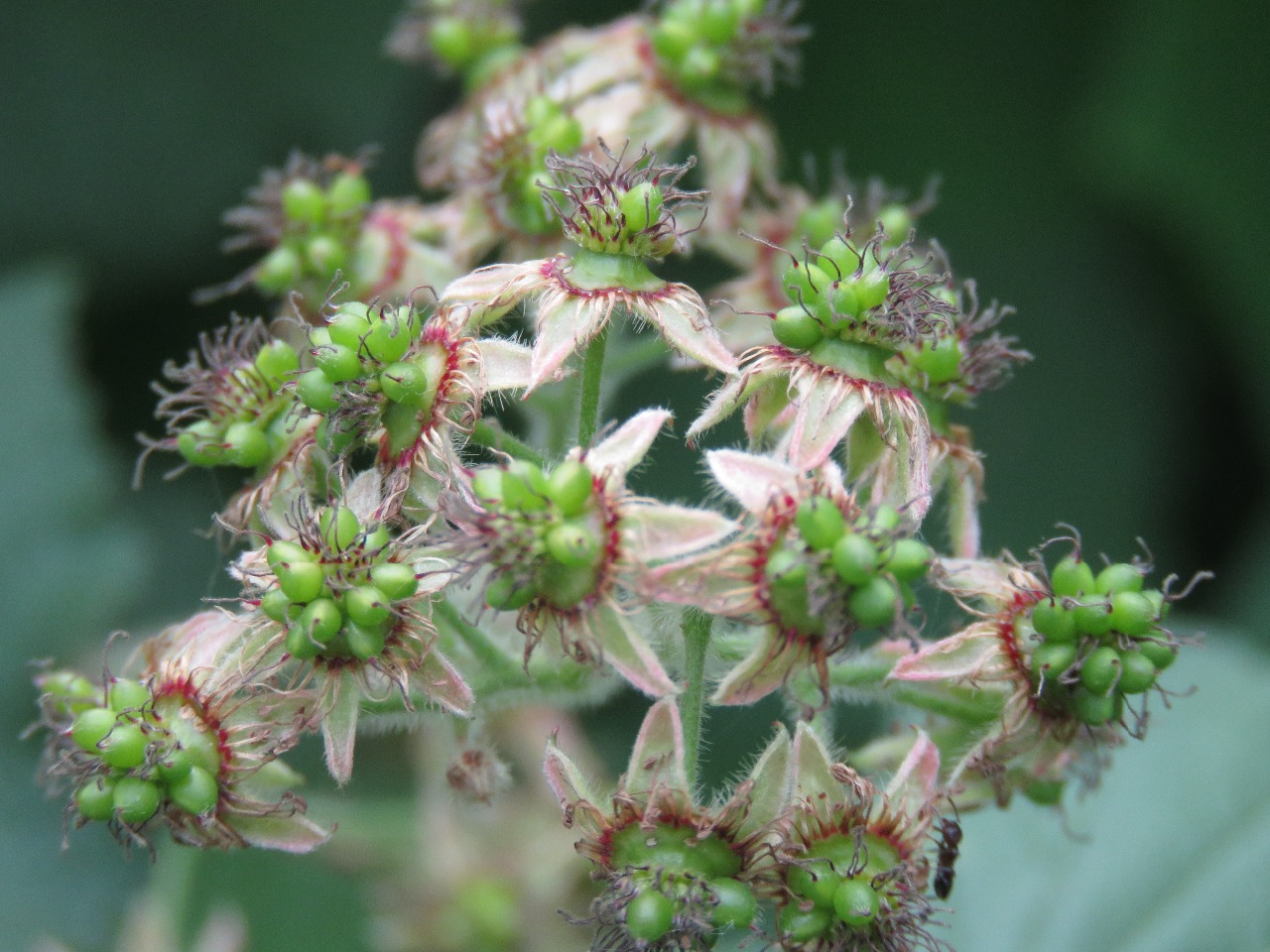 后河保护区喜阴悬钩子四