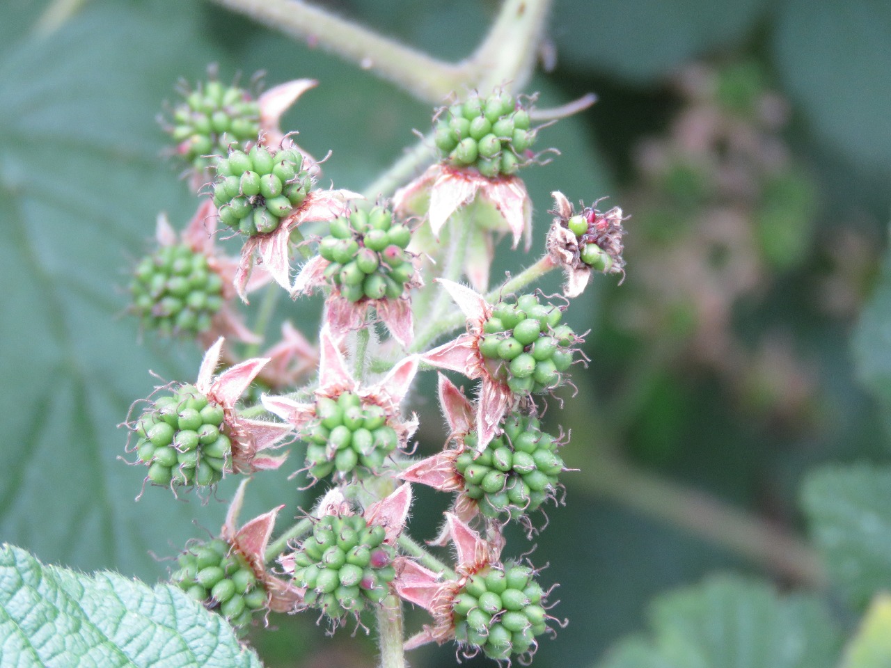 后河保护区喜阴悬钩子五