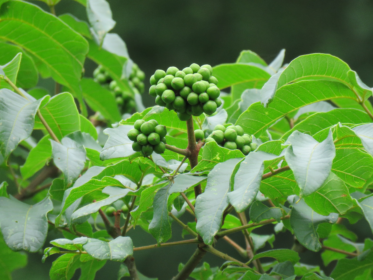 后河保护区黄柏二