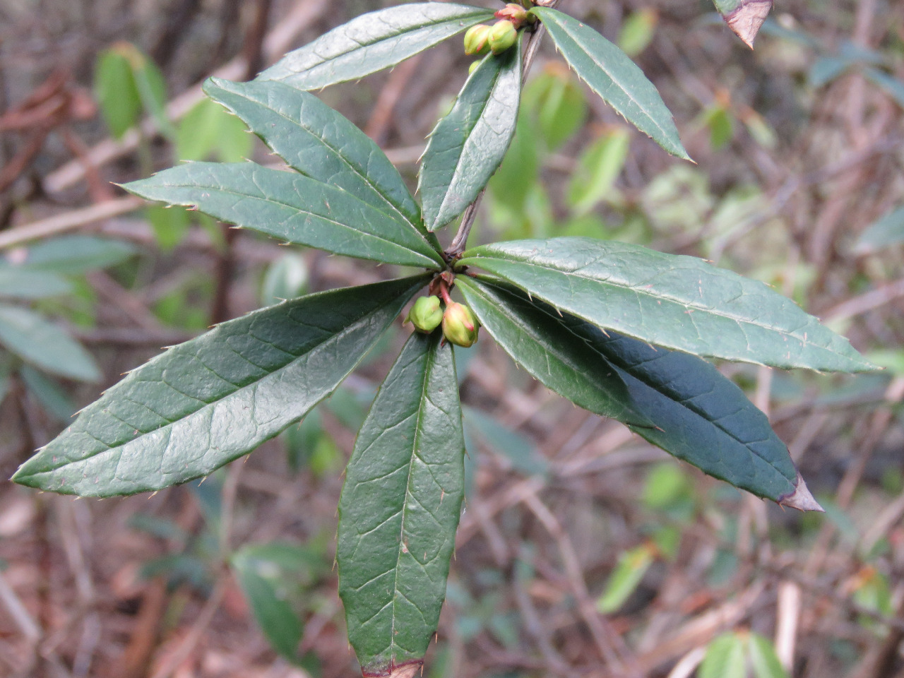 后河保护区假豪猪刺二