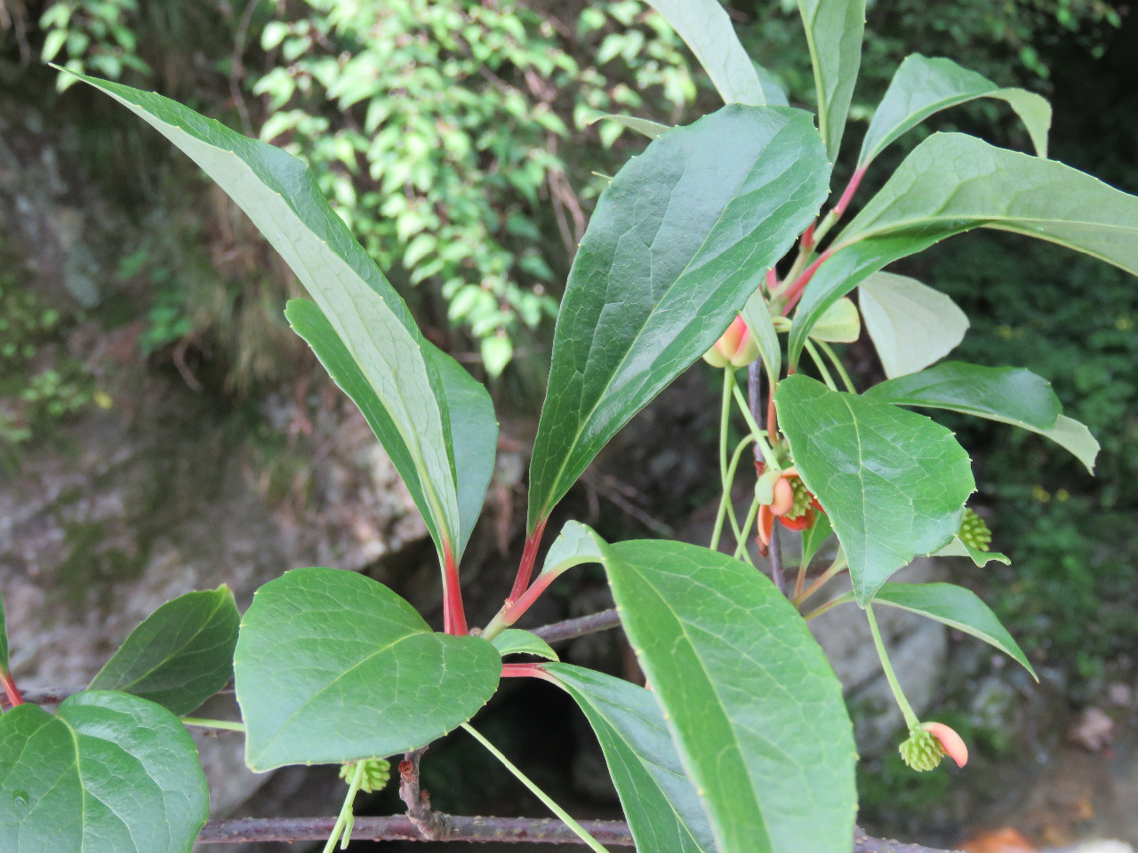 首頁 植物物種卡 藤本 > 正文種名(中)*: 華中五味子 學名(拉丁名)