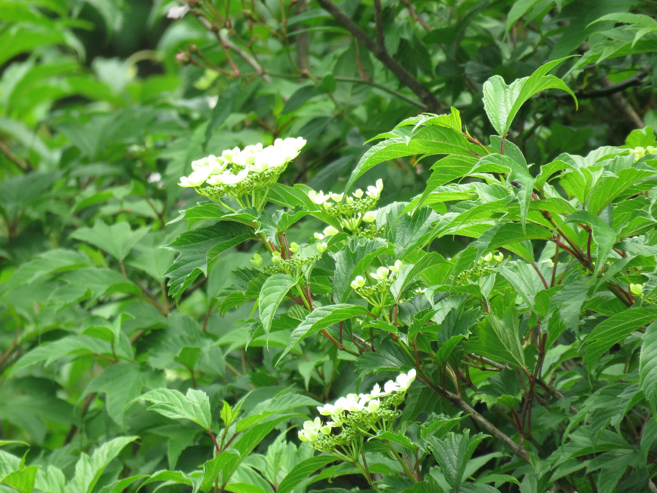 後河 雞樹條(1)