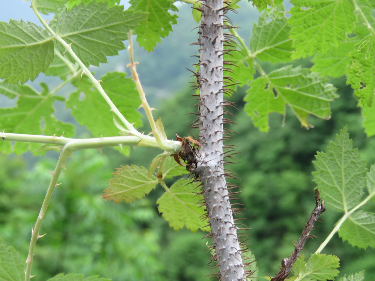 后河绵果悬钩子1
