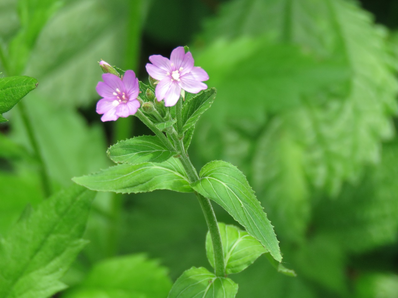 后河小花柳叶菜1