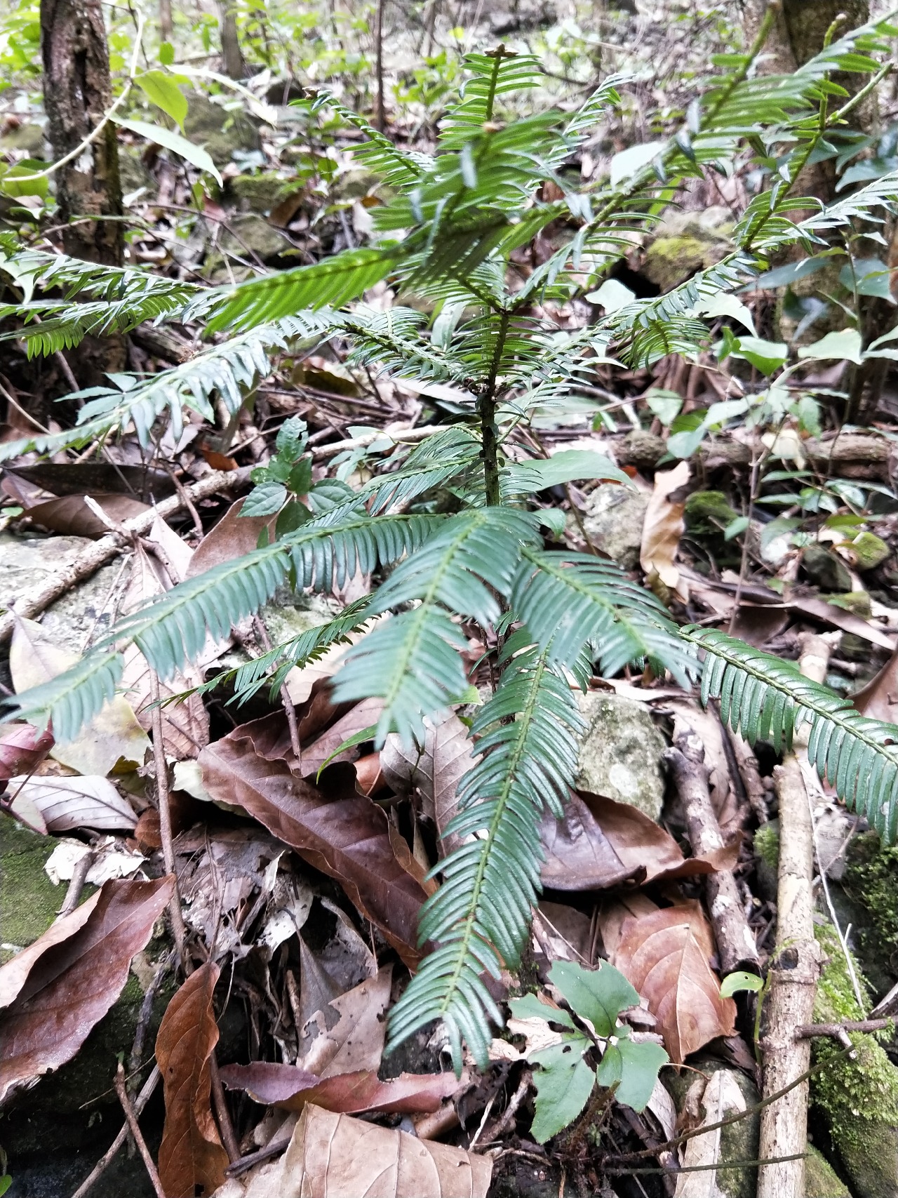 首页 保护区植物数字标本 灌木 正文 种名(中 篦子三尖杉 学名