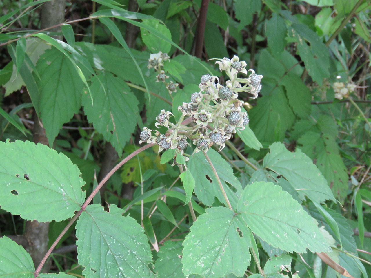 后河五叶白叶莓2