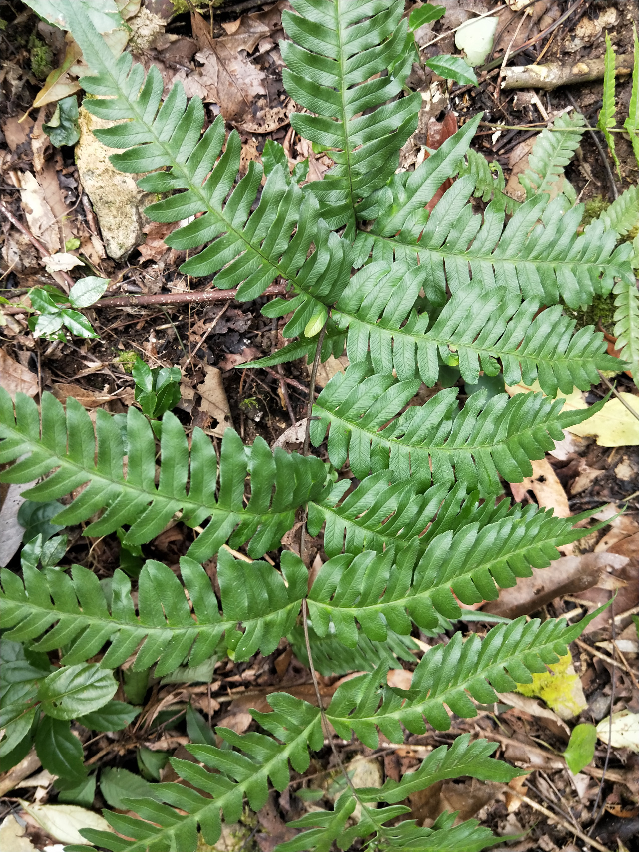 后河溪边凤尾蕨1