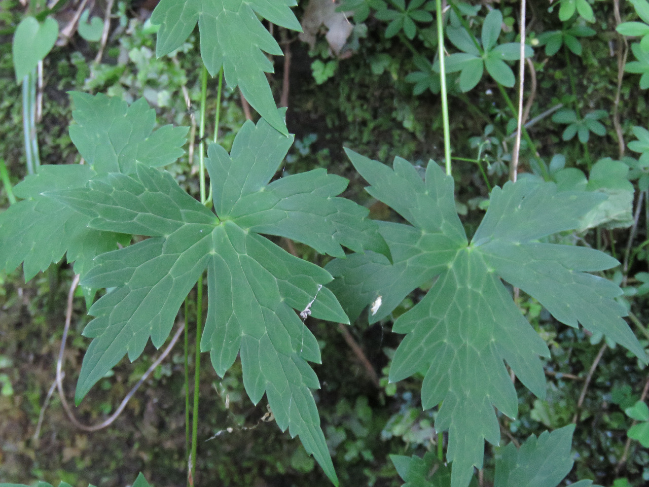 后河 瓜叶乌头(2)