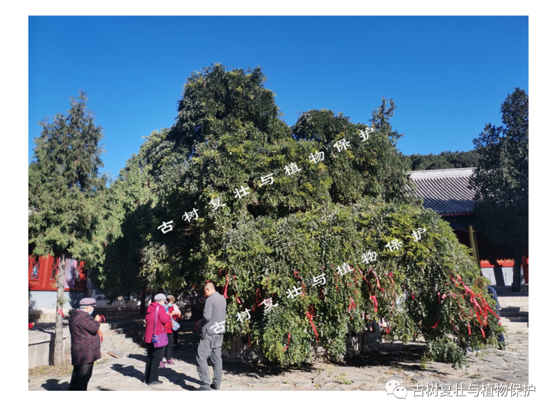 北京市密云区:卸甲山龙爪槐展新颜