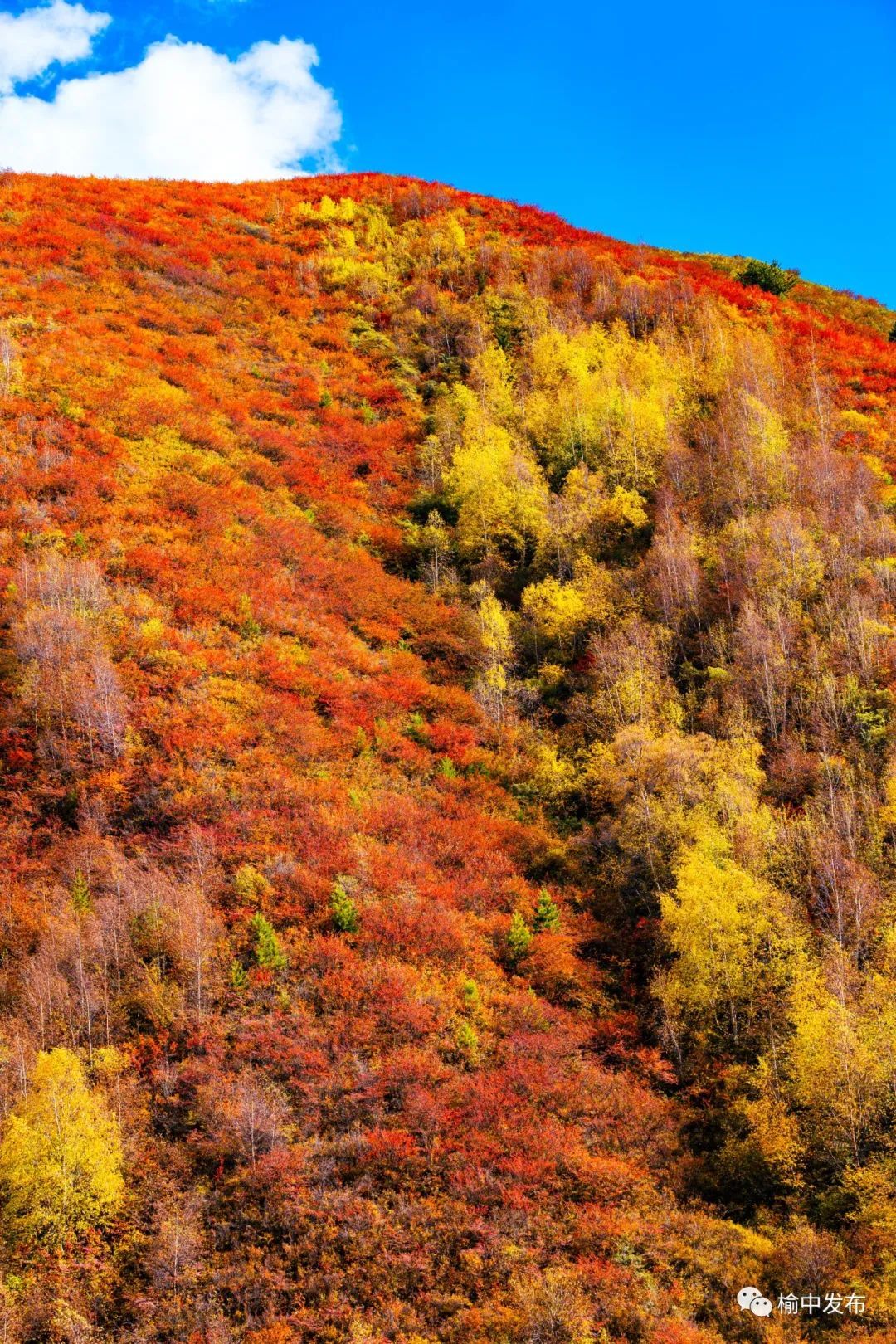 翩翩红叶惹人醉榆中兴隆山秋景迷人赏景正当时