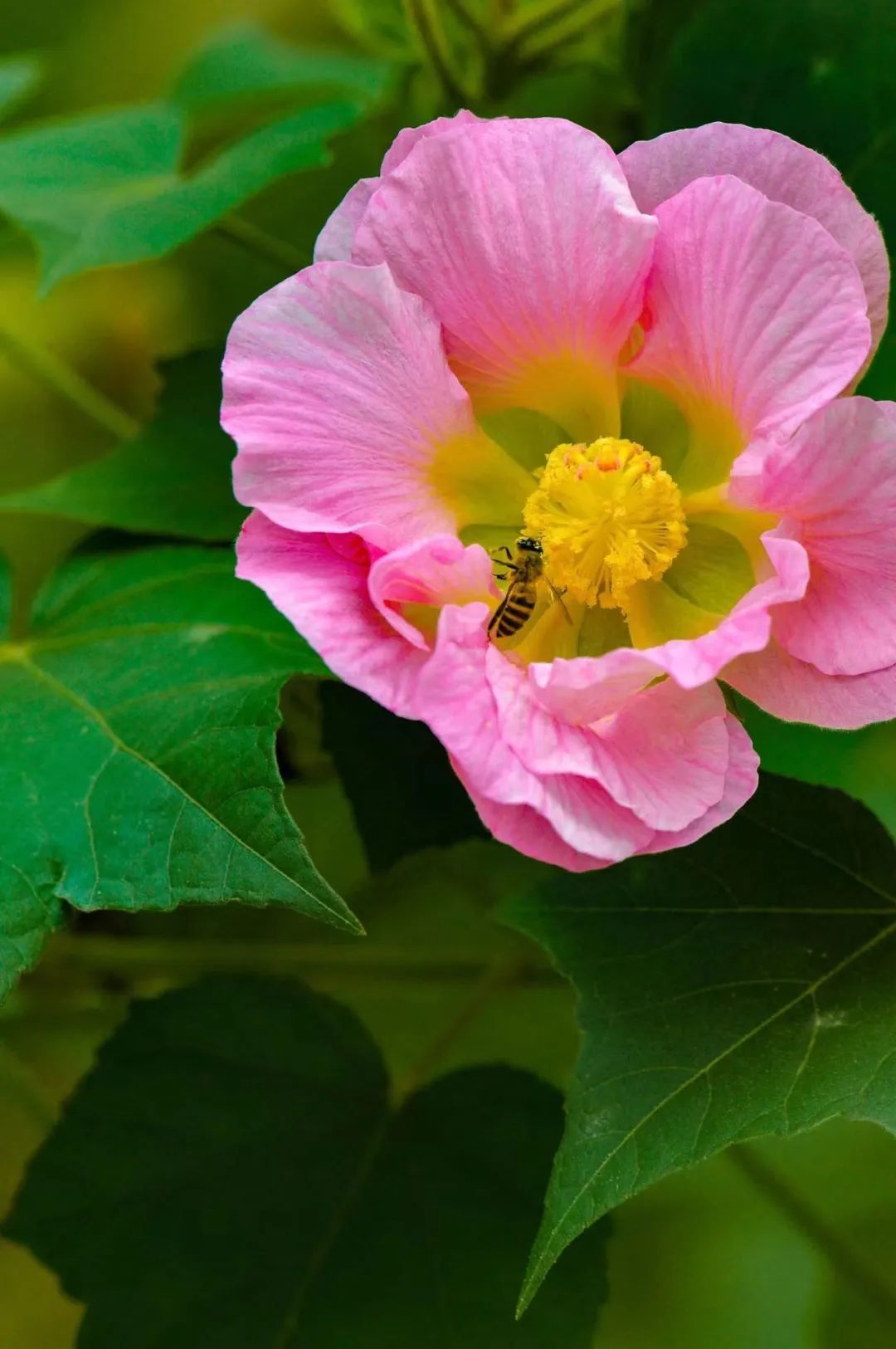 芙蓉花图片真实照片图片