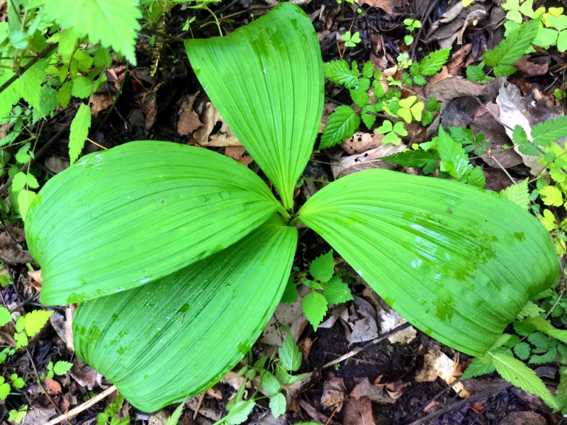 甘肃省小陇山林业保护中心张家林场——藜芦