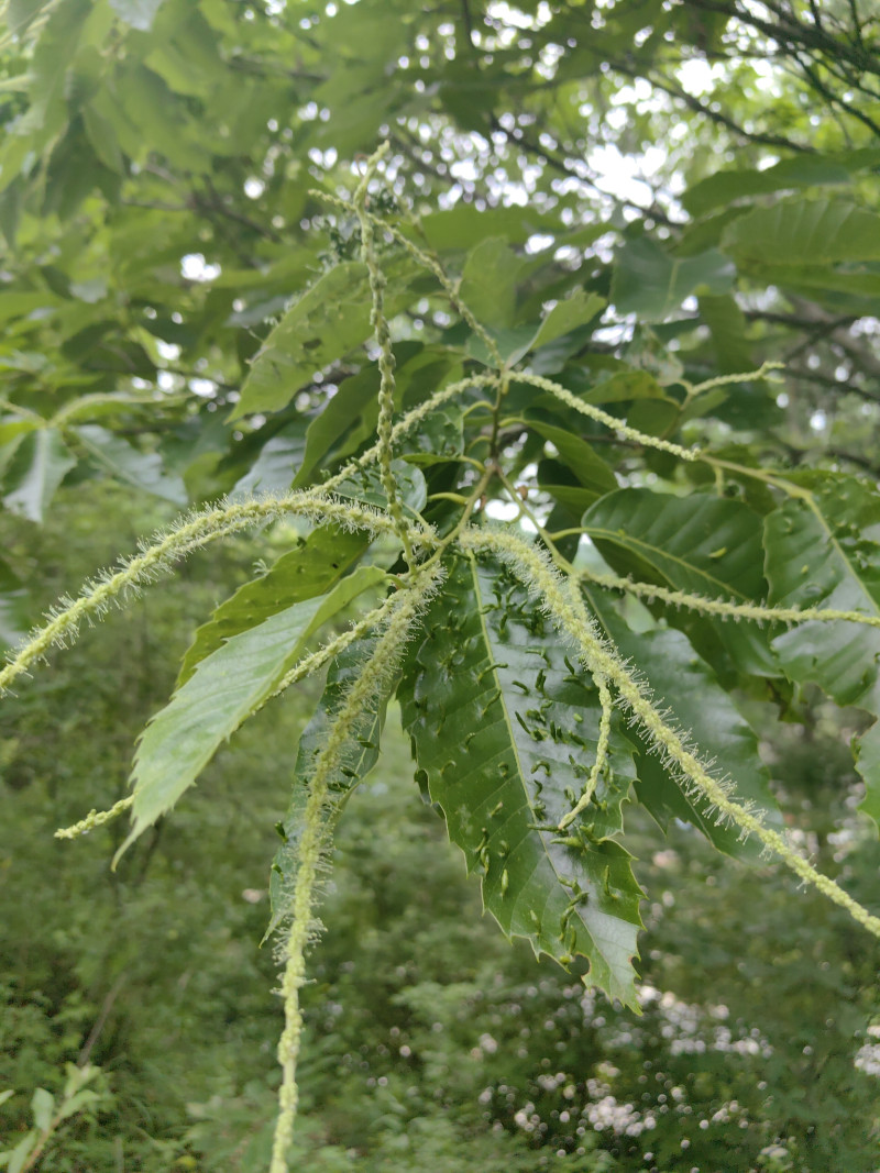 省小陇山林业保护中心高桥林场野生植物——茅栗花 - 关注森林