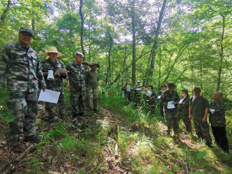 甘肃省小陇山林业保护中心张家林场——下层疏伐模拟施工 - 关注森林