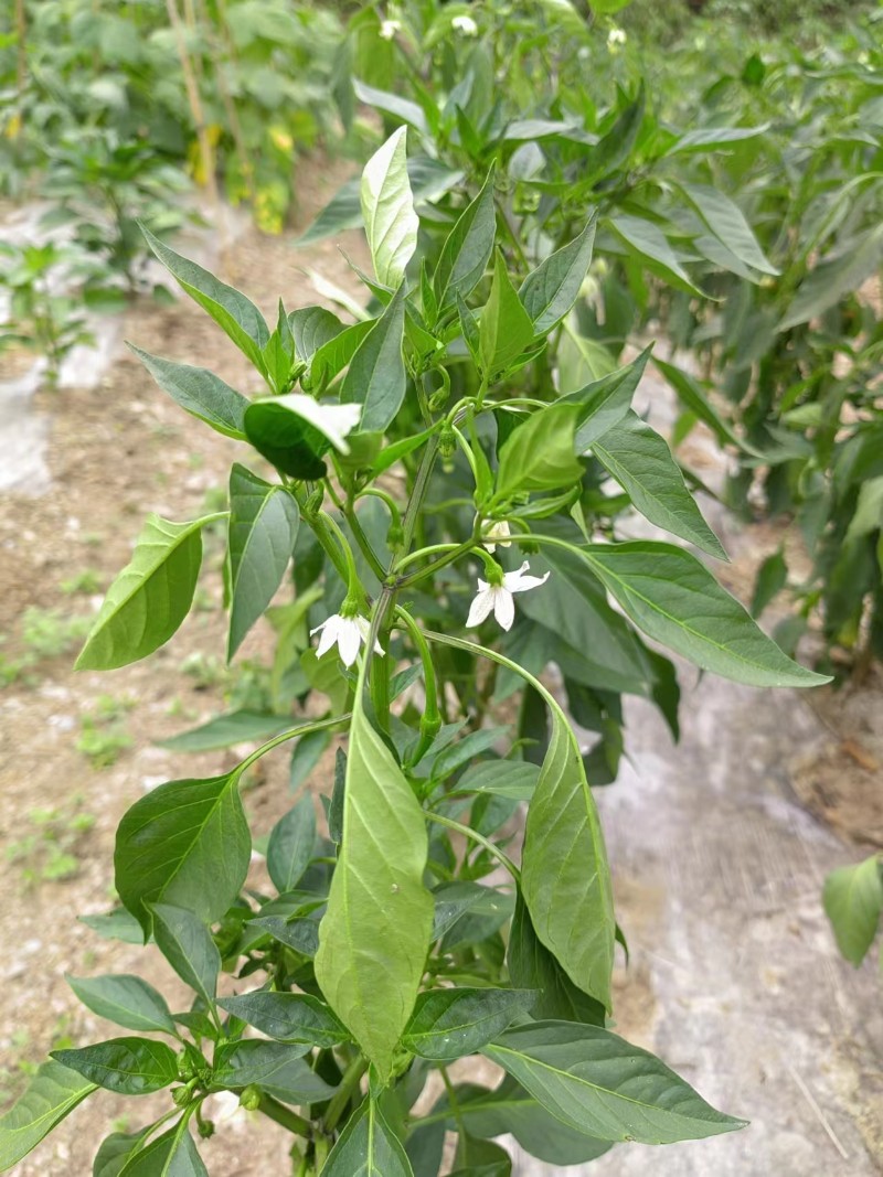 辣椒花图片大全大图图片