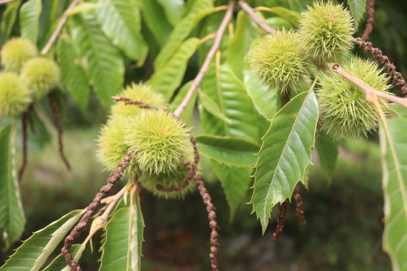 省小陇山林业保护中心江洛林区茅栗 - 关注森林