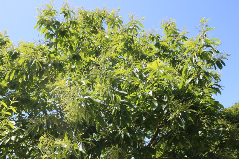 省小陇山林业保护中心江洛林区茅栗 - 关注森林