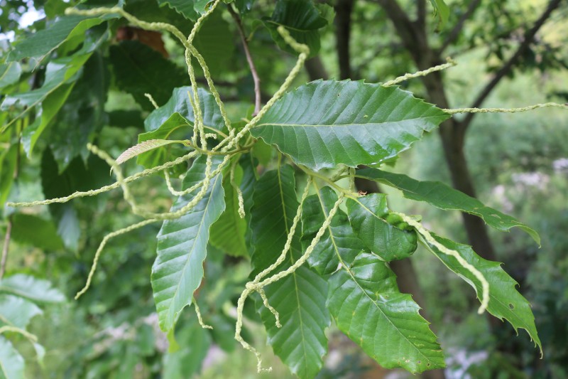 省小陇山林业保护中心江洛林区茅栗 - 关注森林