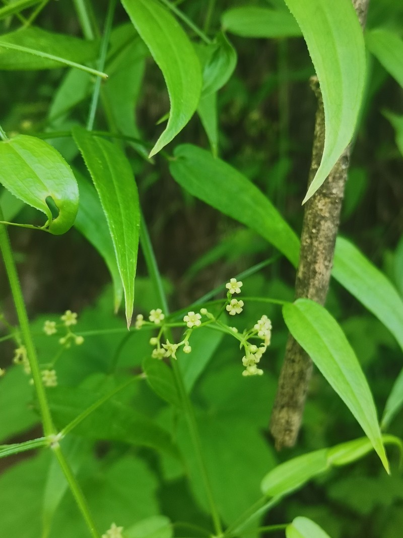 茜草图片大全植物图片图片