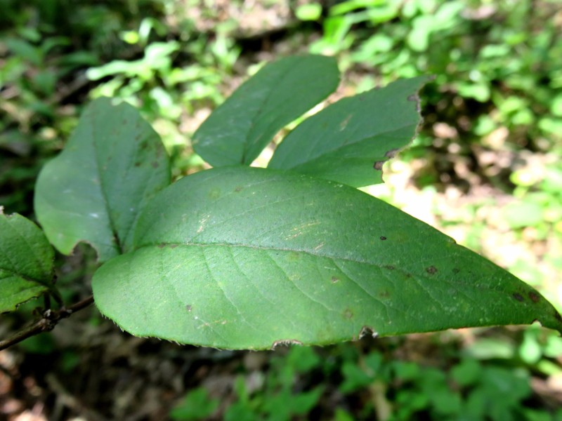 甘肃省小陇山林业保护中心张家林场