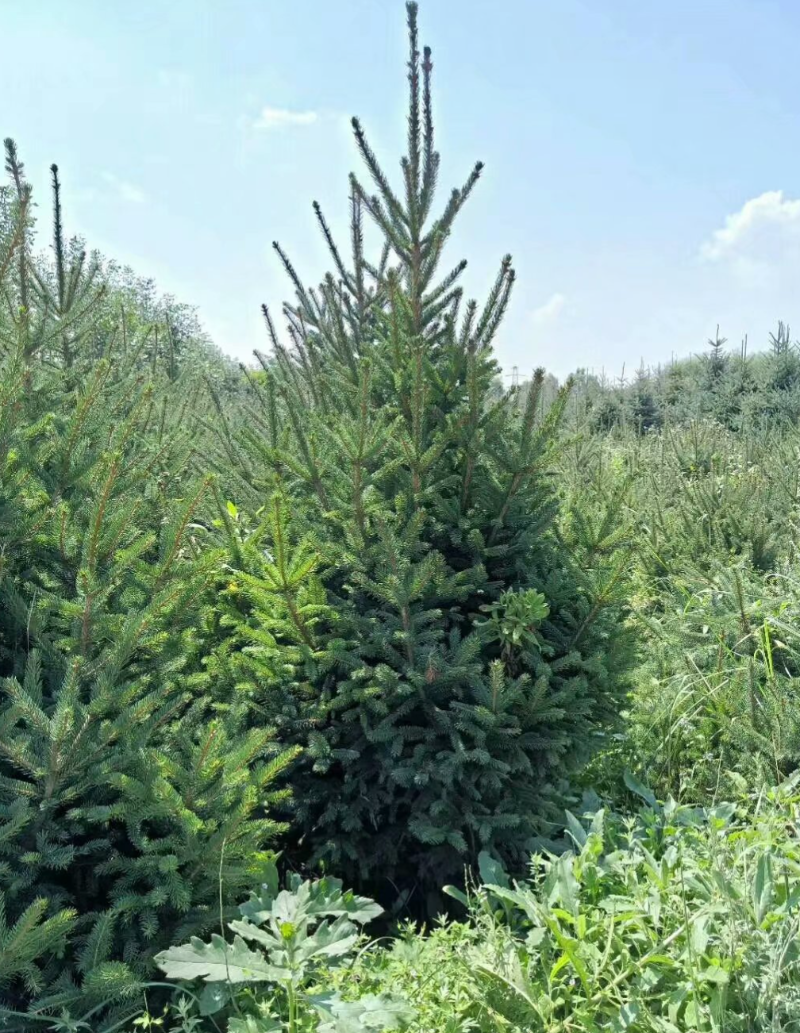 省小陇山林业保护中心东岔林场林间植物——云杉 - 关注森林