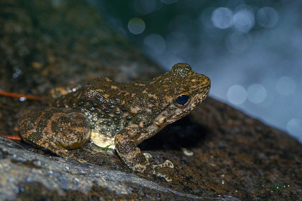 是中国特有的大型野生蛙,主要分布在南方,栖息于海拔600