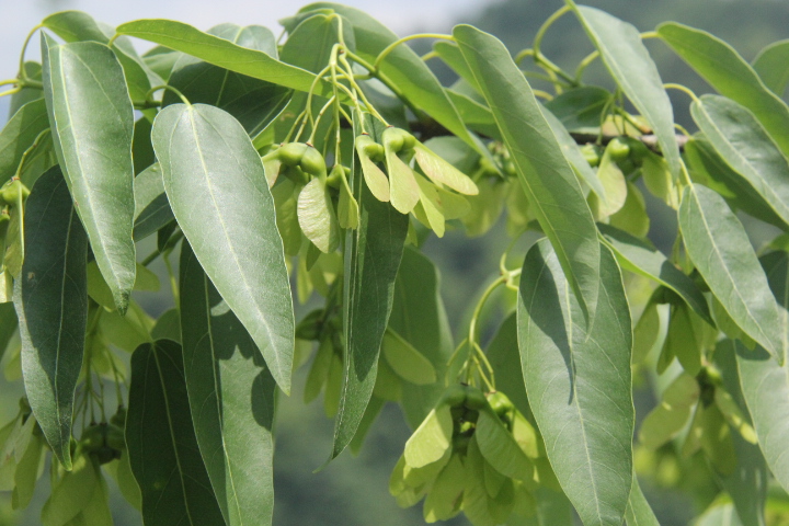 后河保护区 青榨槭(四)