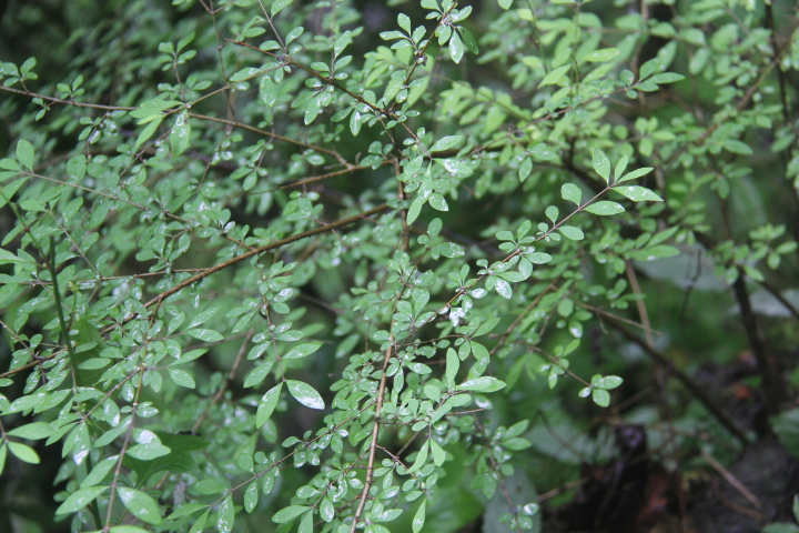 后河保护区 唐古特忍冬(五)