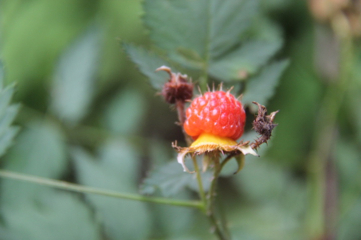 后河保护区 三花悬钩子(二)