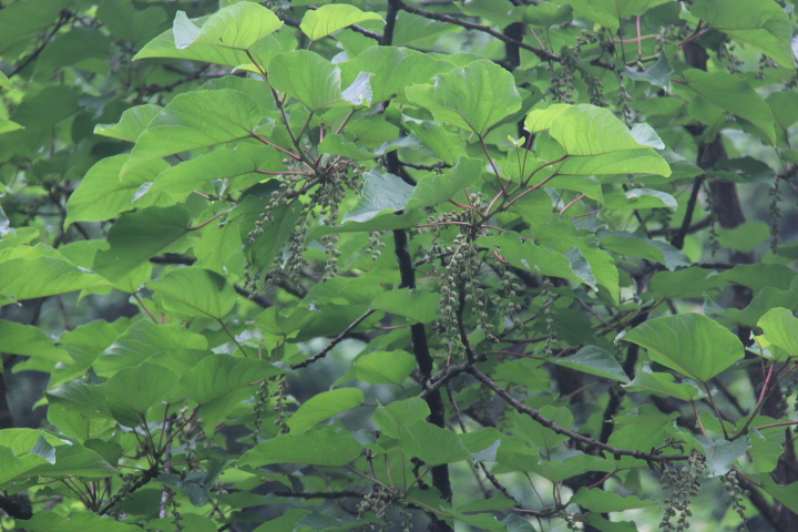 大叶杨是动物还是植物图片