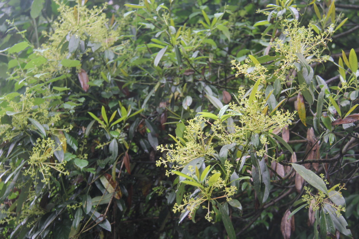 后河保护区 竹叶楠(1)