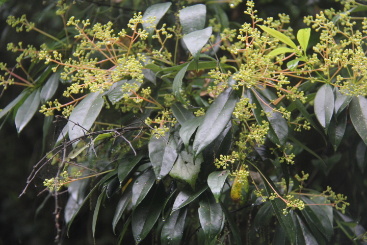 后河保护区竹叶楠4