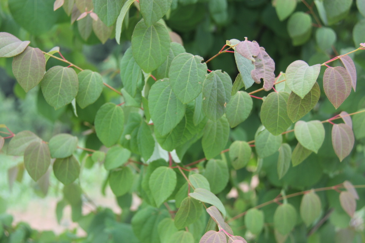 后河保护区连香树2