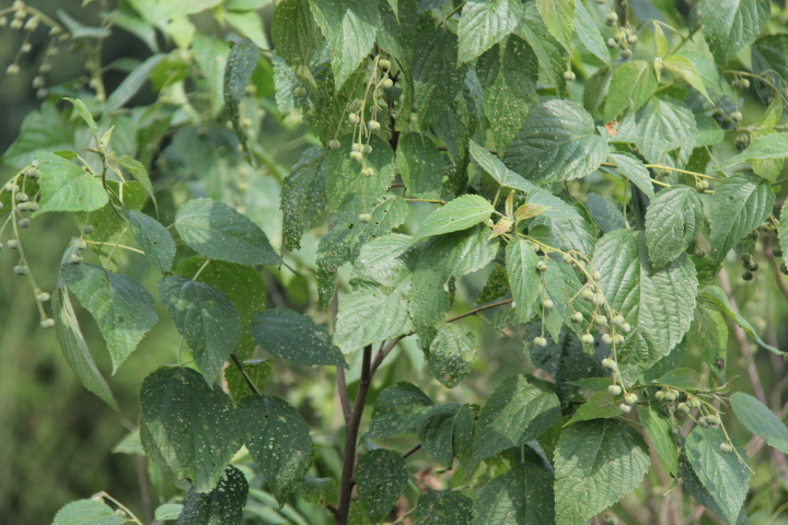 后河保护区假奓包叶1