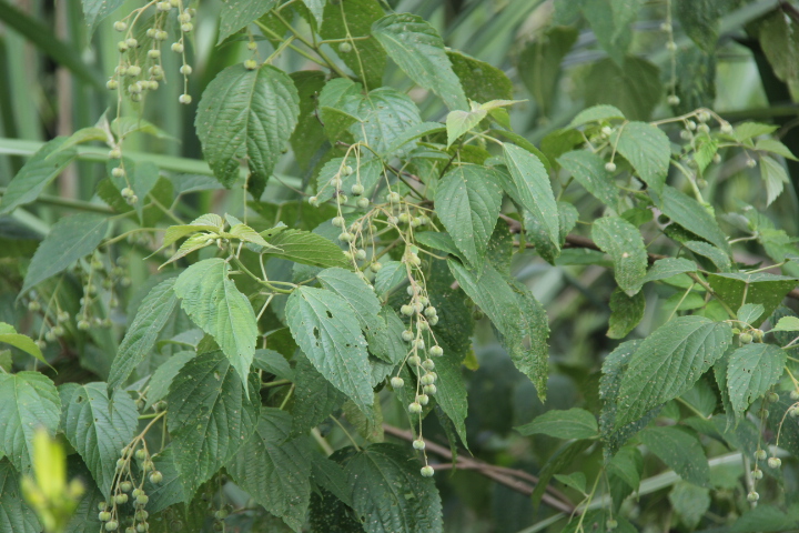 后河保护区 假奓包叶(6) -物种库