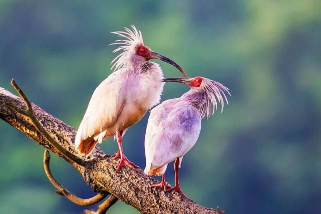 腾讯新闻放飞春天看春晚朱洁静舞台朱鹮赏肖建新笔下美文朱鹮